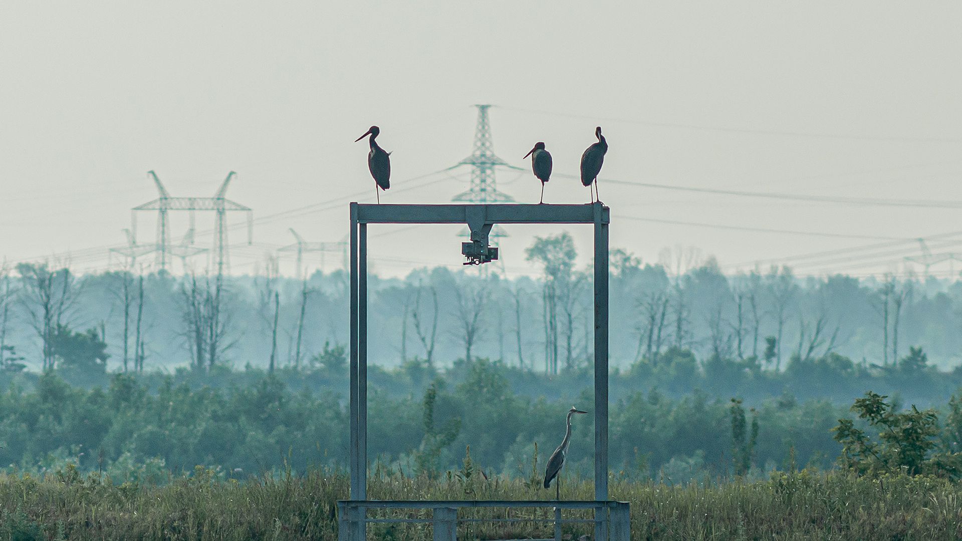 Three large storks sit on top of a large metal frame with a forest in the background