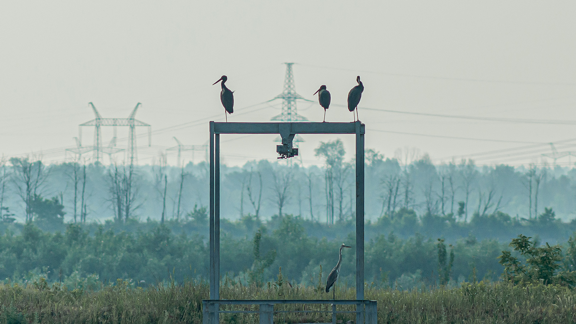 Three large storks sit on top of a large metal frame with a forest in the background