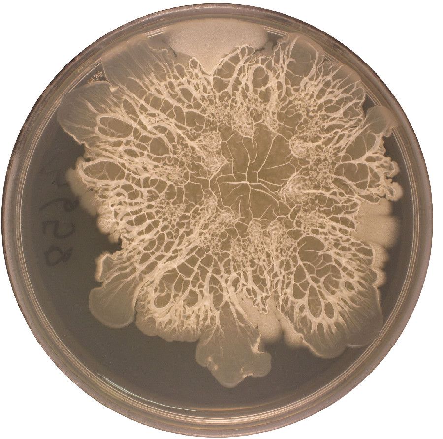 gallery-bacteria-in-your-belly-button-live-science