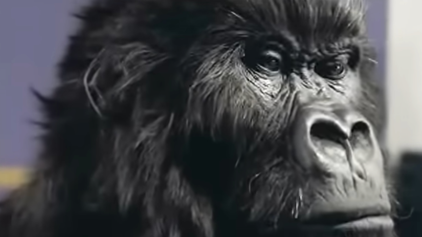 Close-up of a gorilla mask