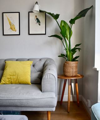 white bird of paradise indoor feng shui plant
