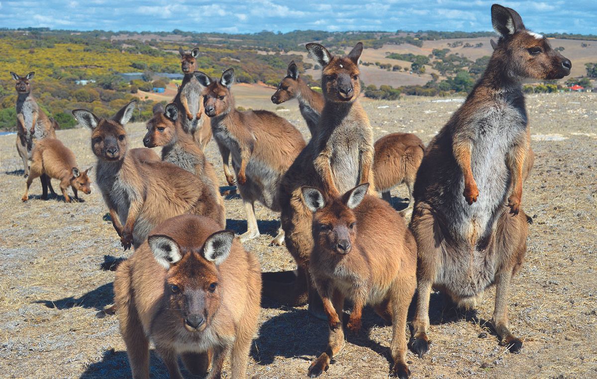 For the fourth stop of his Outback tour, Ray Mears heads to the ‘wild jewel’ in Australia’s crown, Kangaroo Island