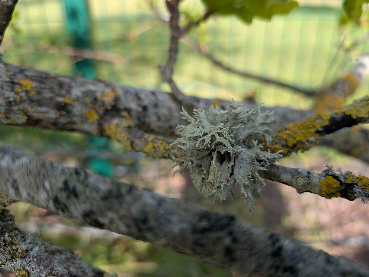 pixel 10 vs nothing phone 4a pro shootout macro