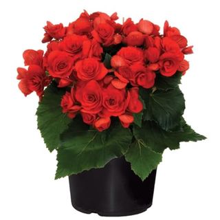 2 Begonia Live Plants, Begonia Flowers Plants, Rare Begonias Live Plants, Begonias Live Plants Outdoor, Flowering for Garden (red)