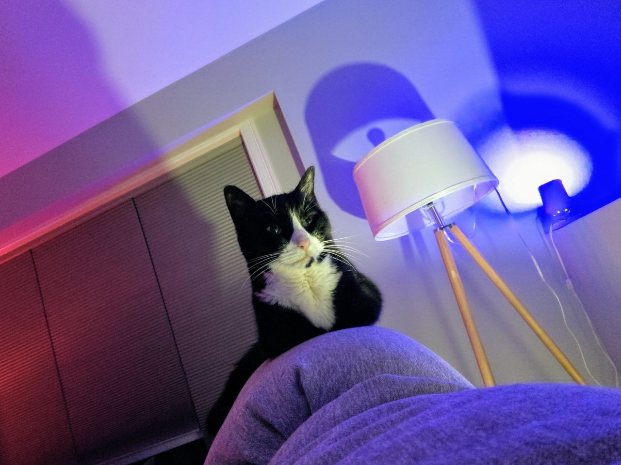 Surface Duo Camera Sample
