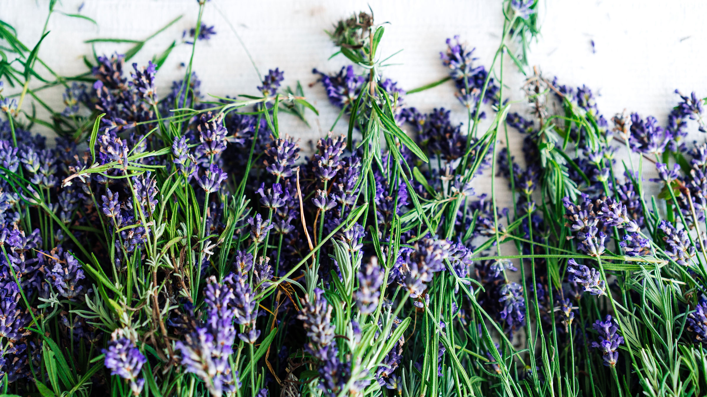 lavender trimmings of green stalks and purple flower heads placed against white background
