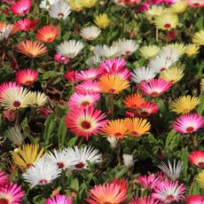 Bright, daisy-like flowers