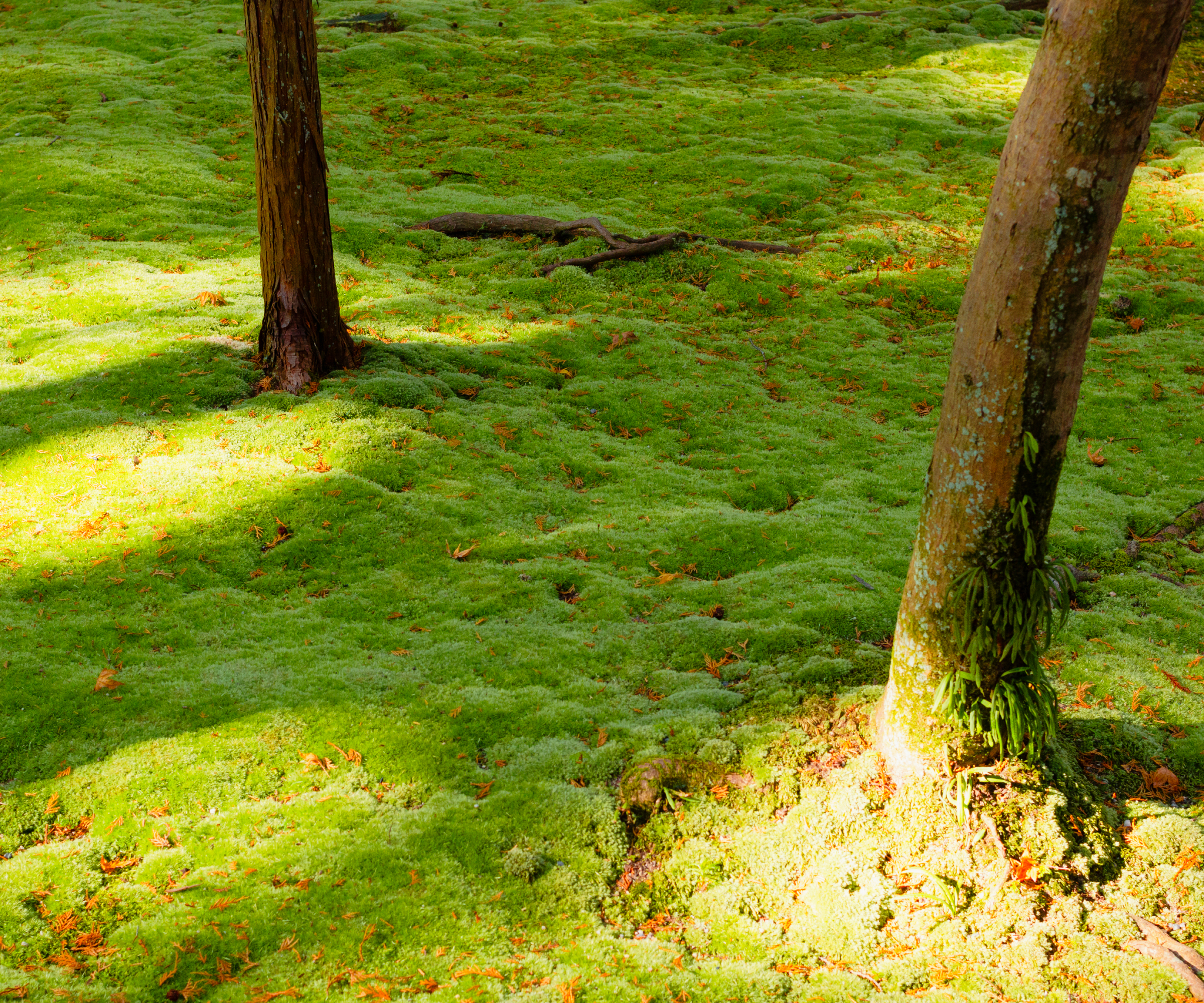 Moss-covered forest floor