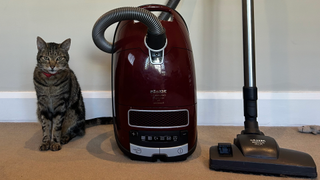 Megan's cat Chilli sitting next to the best vacuum cleaner for pet hair