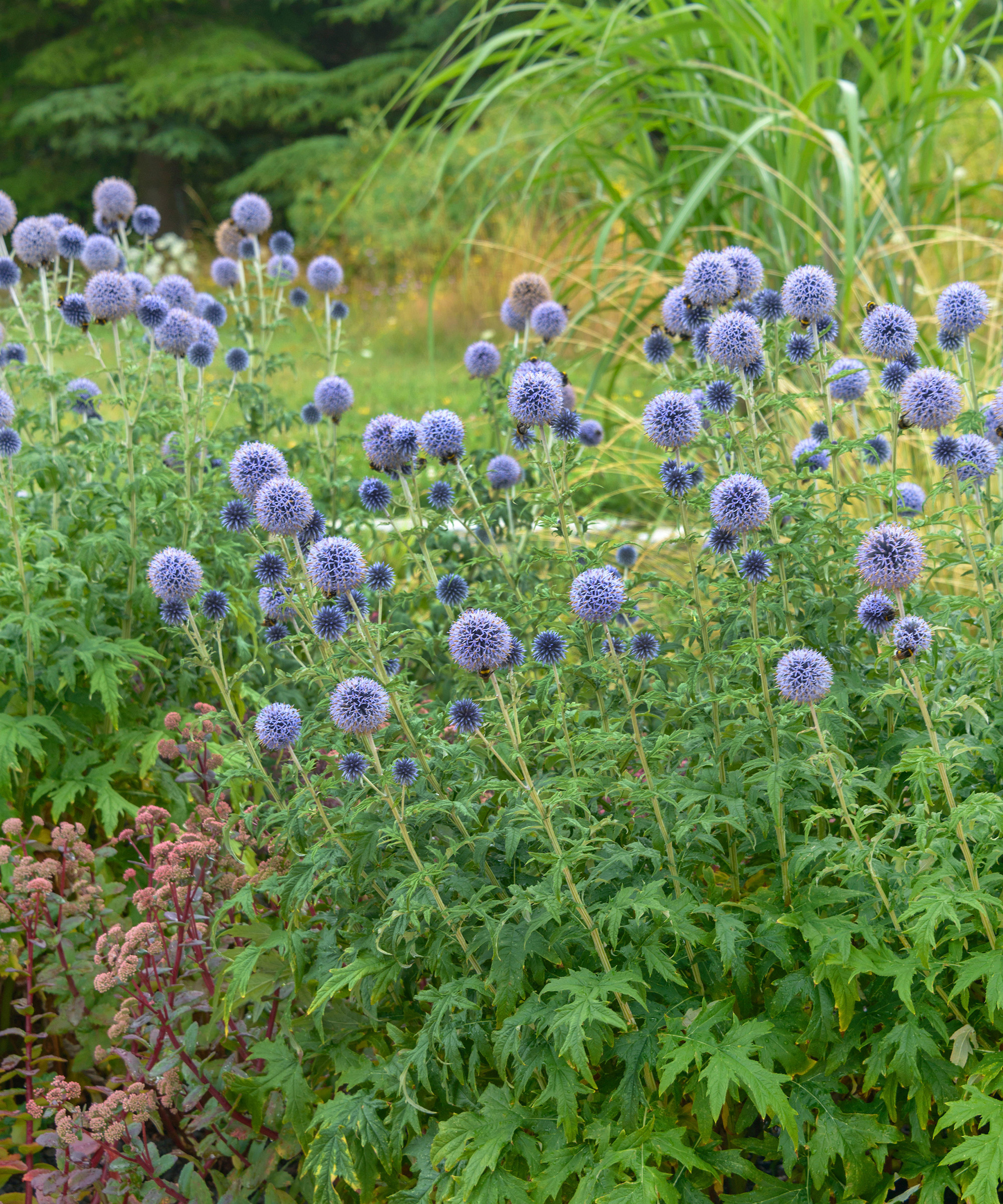 Echinops bannaticus 'Taplow Blue’