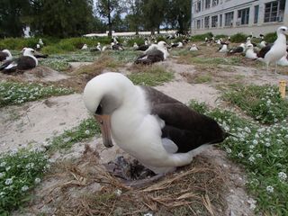 Wisdom's mate tends to his newly hatched chick just hours after it hatches on Sunday (Feb. 3) on Midway Atoll National Wildlife Refuge. Wisdom was away feeding at sea.