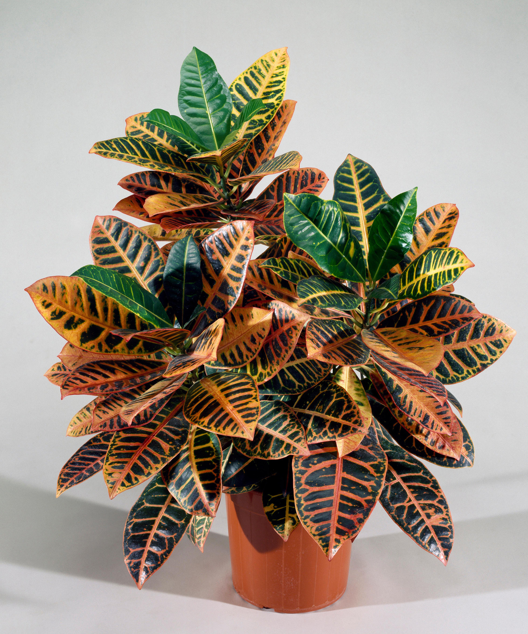 Garden croton or variegated croton (Codiaeum variegatum Petra)