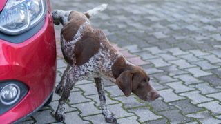 dog peeing on car wheel