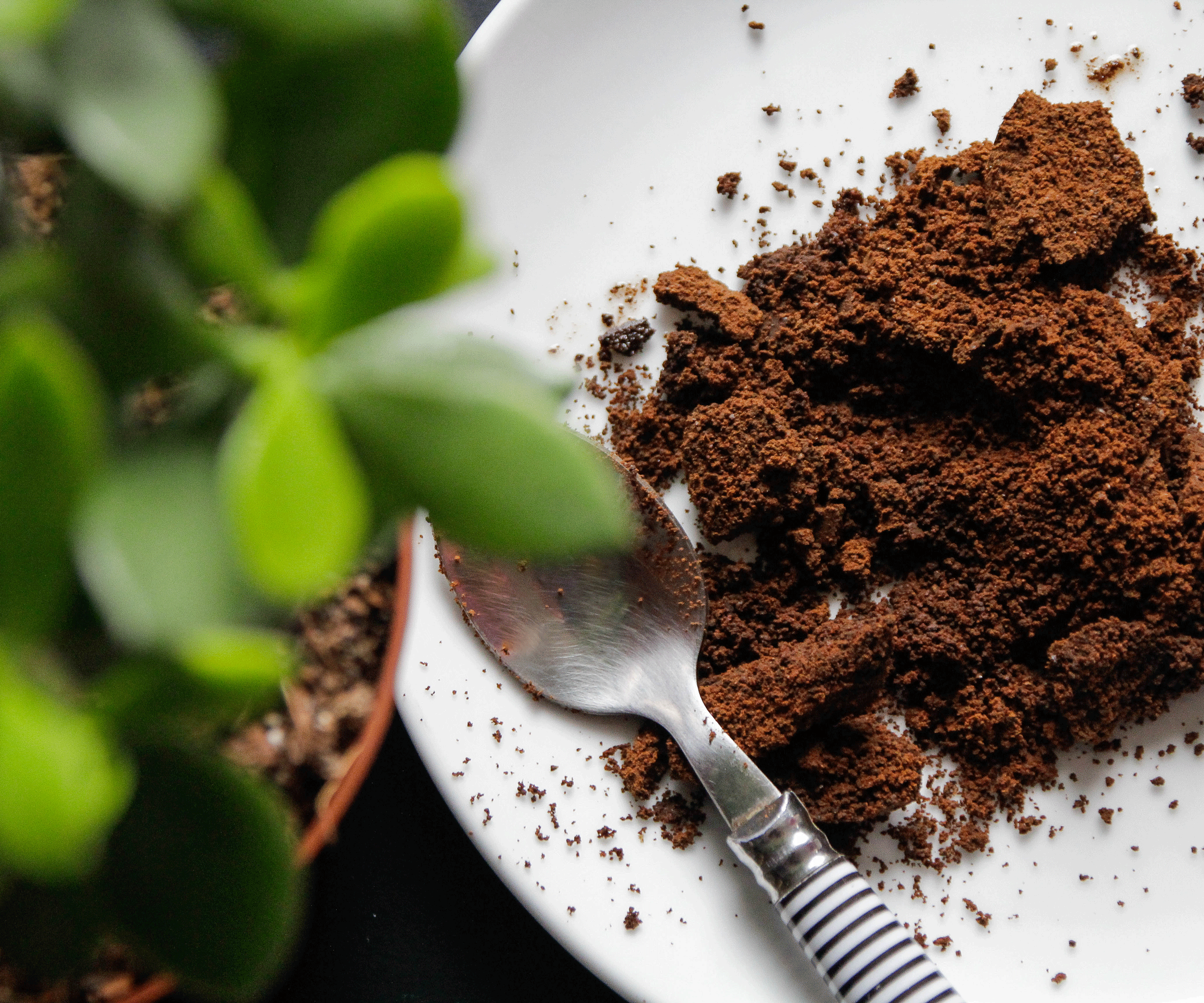 coffee grounds teaspoon and plant