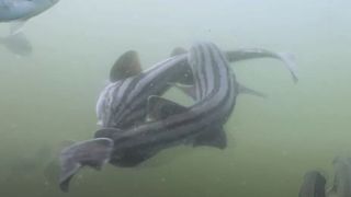 two pyjama sharks mating in murky water