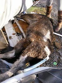 dead-foal.jpg
