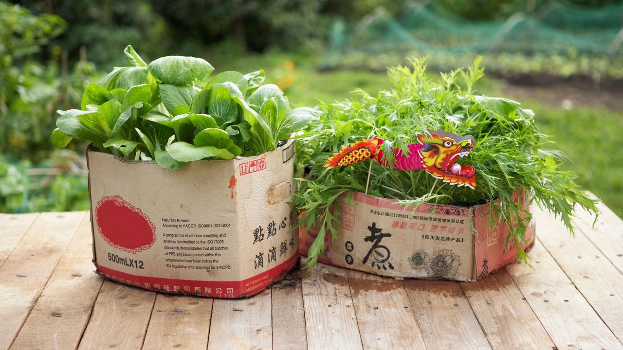 Cardboard boxes filled bok choi and arugula