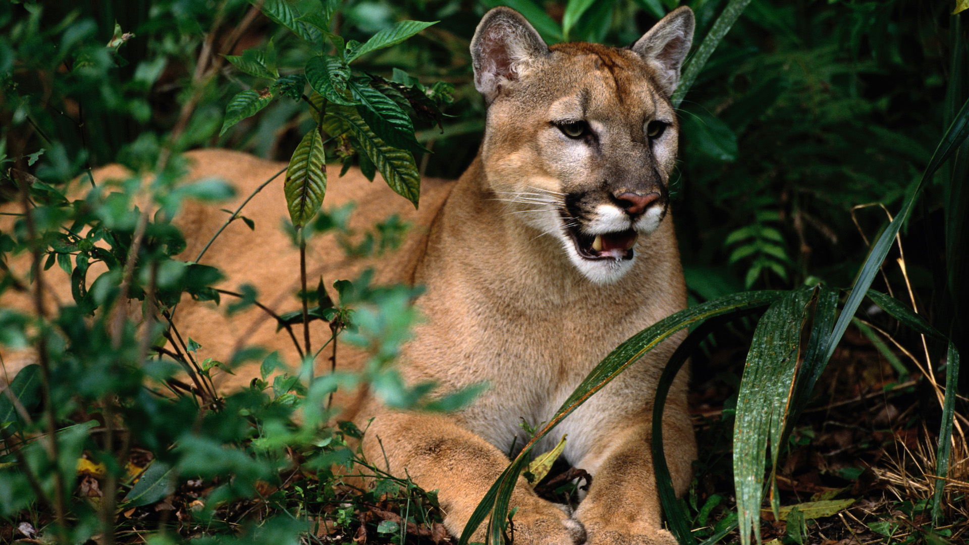 Florida Panther lying among leaves