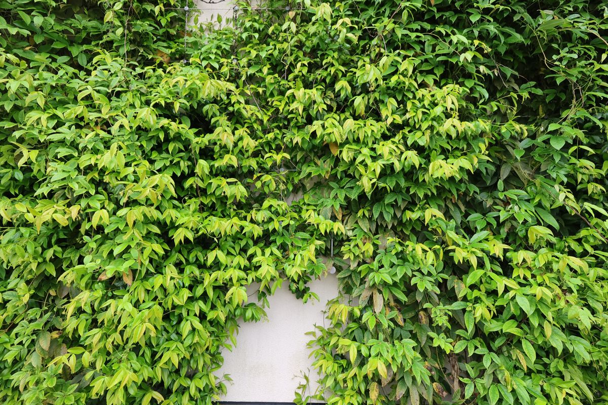 A photo of a wall covered in bright green leaves, taken on a Canon PowerShot V10 vlogging camera