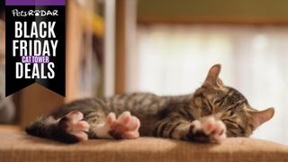 Cat laying on a cat tree with Black Friday cat tower deals graphic