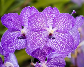 Purple vanda orchid flowers