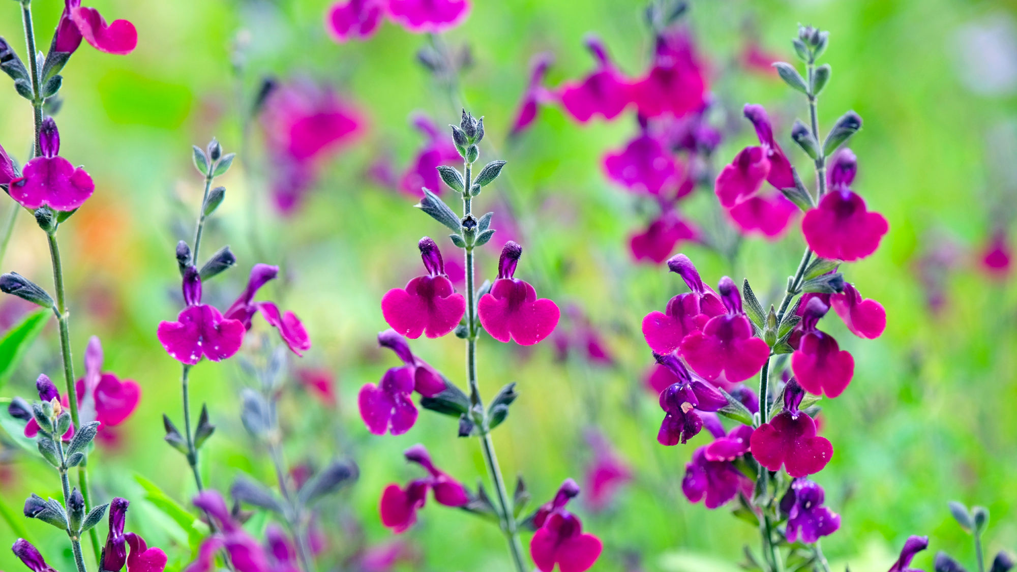 Deep purple Salvia sage Nachtvlinder in flower.