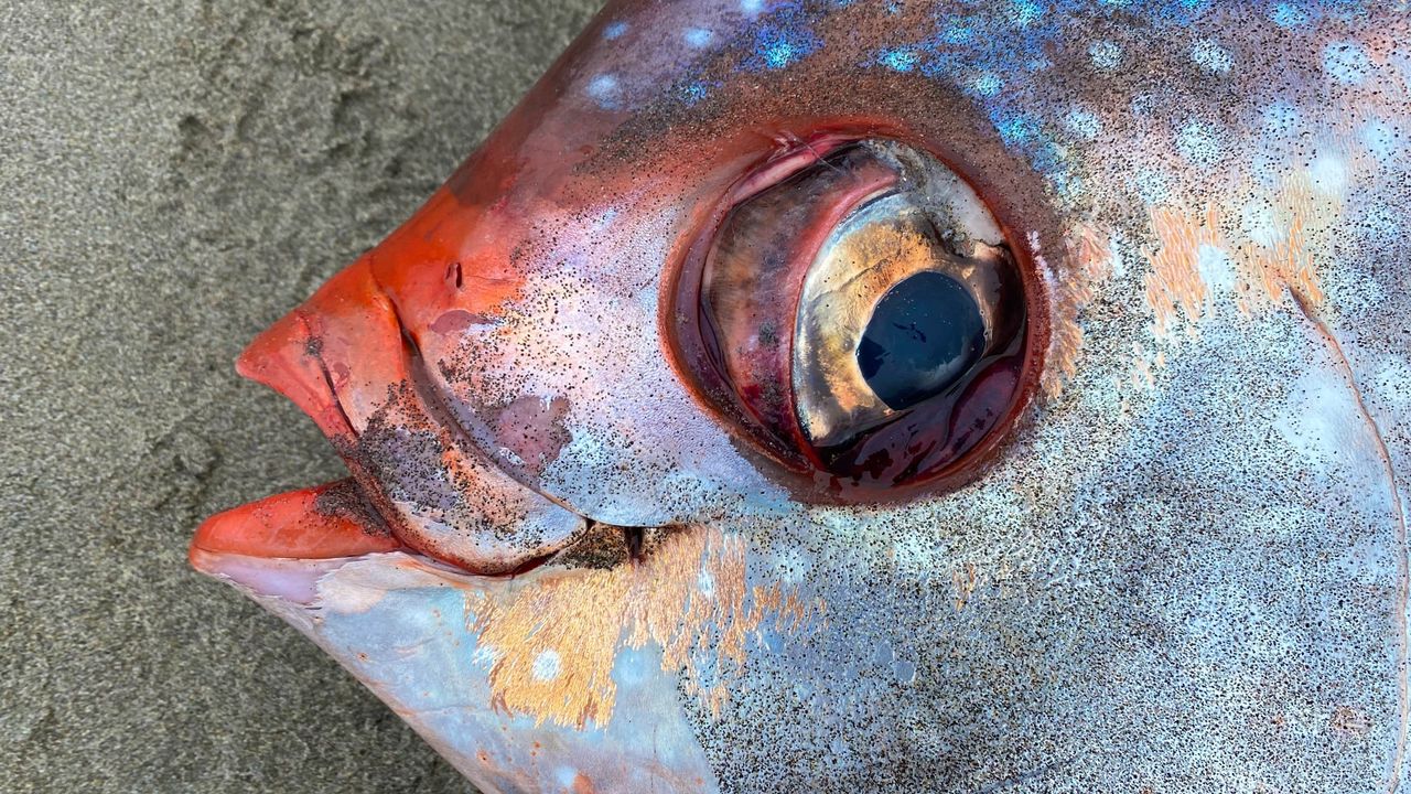 A close up of the opah's golden eye.
