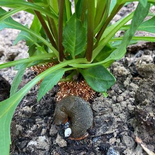 copper scourer slug hack with dahlia and slug