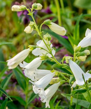 white flowering penstemon 'White Bedder'