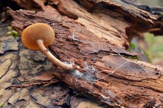 mushroom and mycelium on tree bark