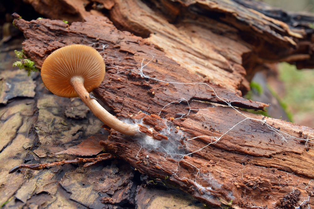mushroom and mycelium on tree bark