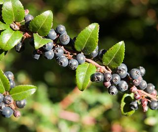 huckleberries growing on shrub