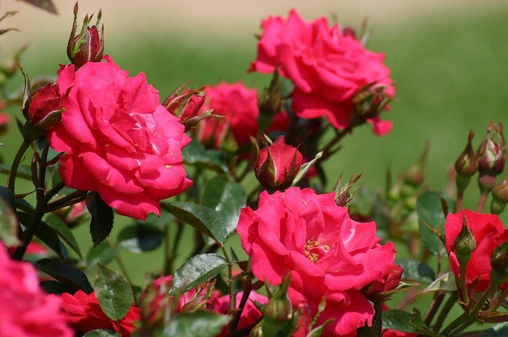 Learn More About Sunblaze Roses | Gardening Know How