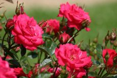 Pink Sunblaze Miniature Rose Bushes