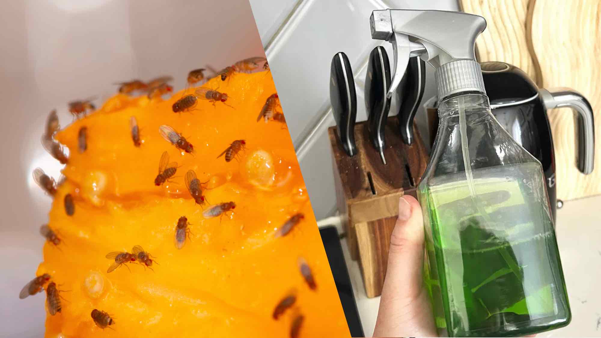 fruit flies next to DIY spray 