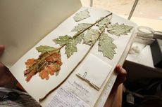 pressed-plant-specimen-getty.jpg