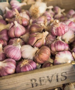 How-to-grow-garlic