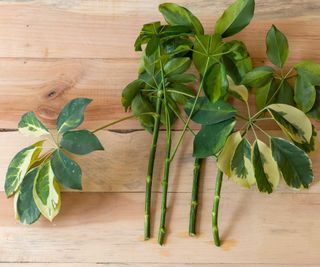 umbrella plant stem cuttings