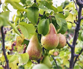 Pear fruit on tree