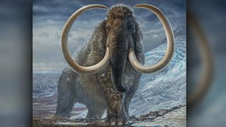An illustration of an adult male woolly mammoth navigating a mountain pass in Arctic Alaska 17,100 years ago. The image was produced from an original, life-size painting by paleoartist James Havens that is housed at the University of Alaska Museum of the North.