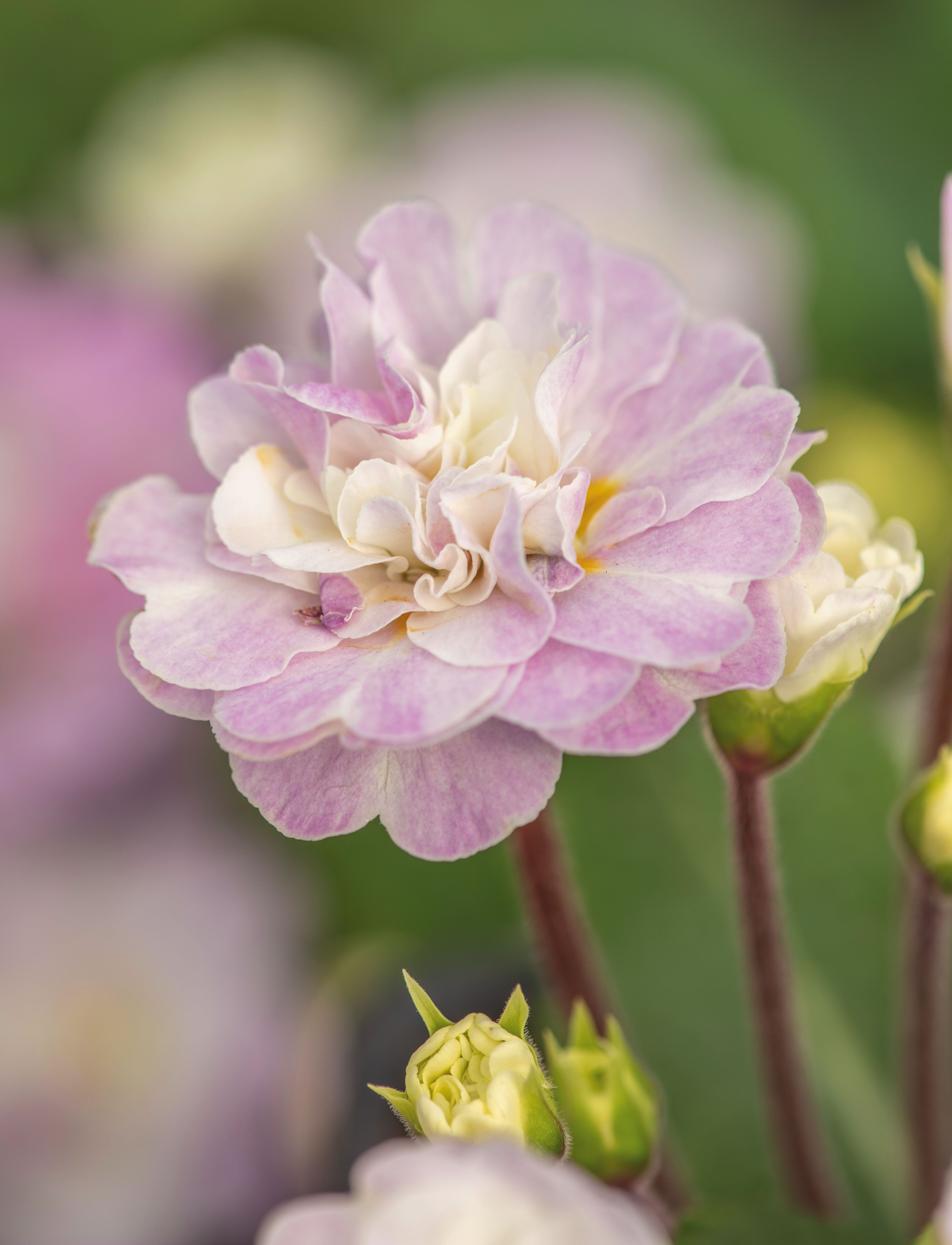THE PICTON GARDEN AND OLD COURT NURSERIES, WORCESTERSHIRE: CLOSE UP OF CREAM, WHITE, PINK FLOWERS OF PRIMULA BELARINA PINK ICE