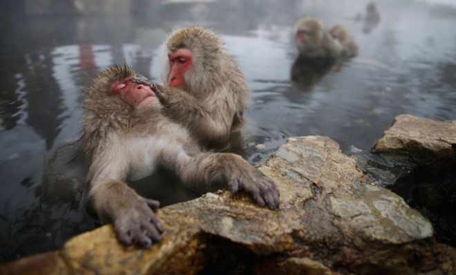 Spa monkeys