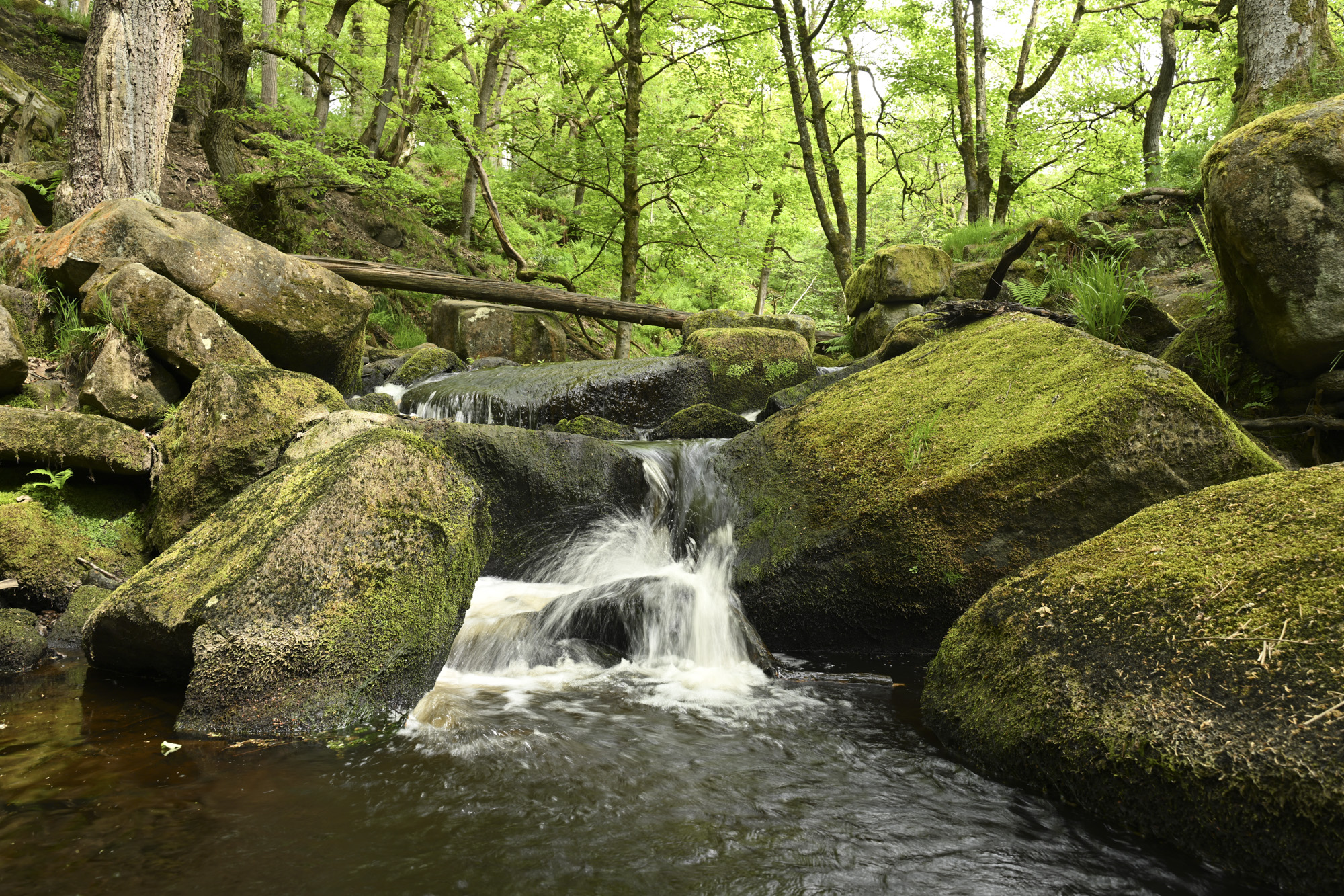 A woodland and rocky stream with motion blur in the moving water