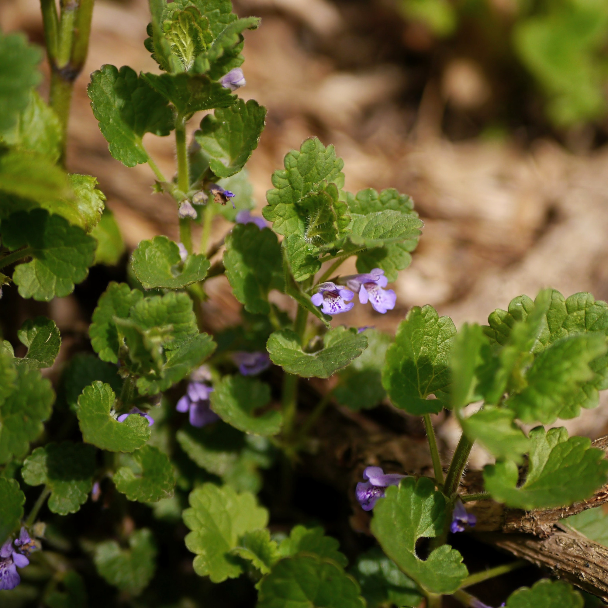 ground ivy in a garden - Nataliia Grytsenko - GettyImages-2270227160