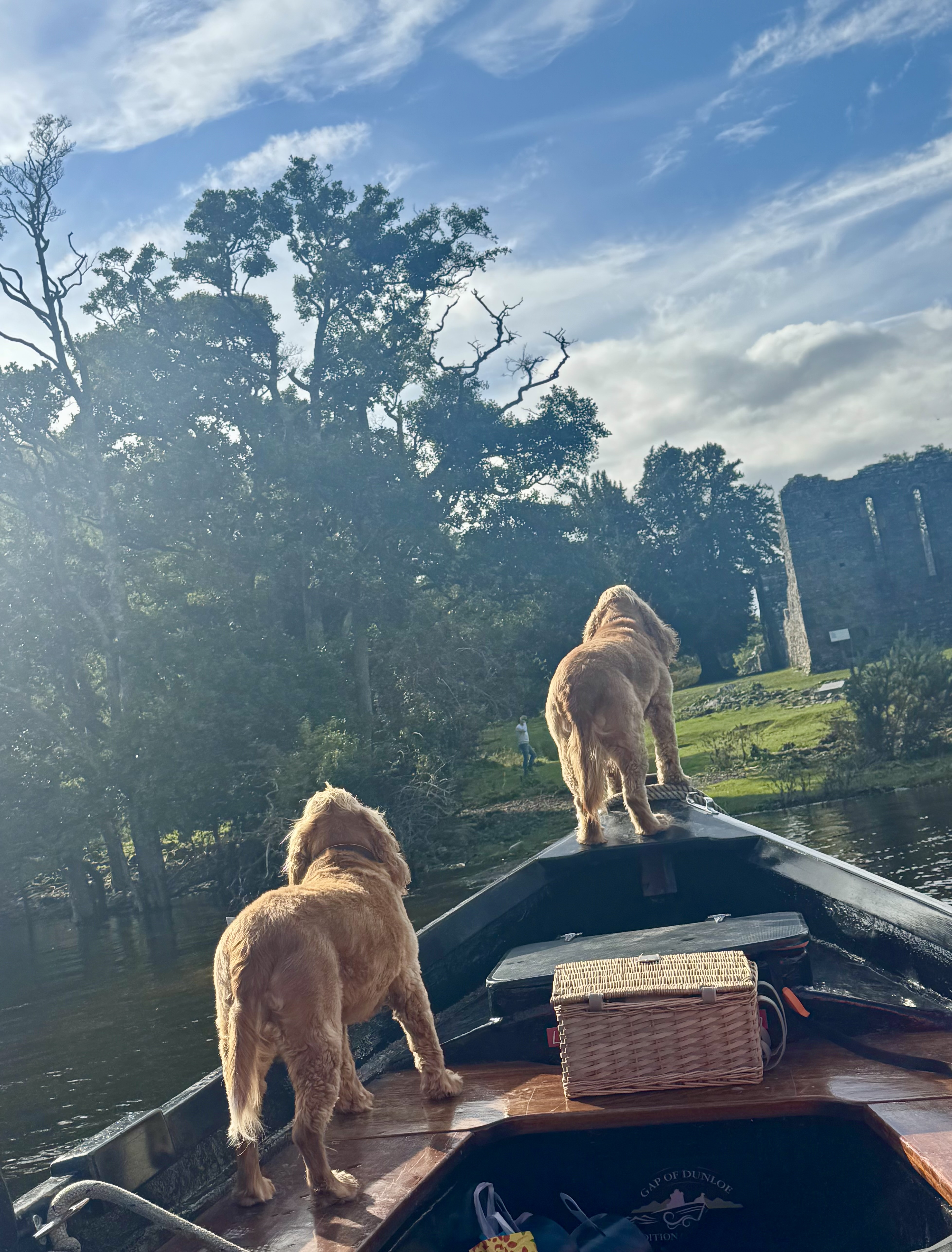 Two dogs on a boat approaching land