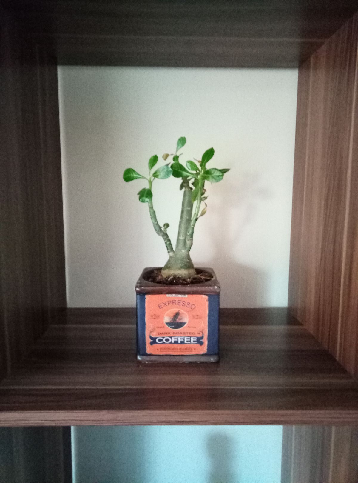 Indoors with natural light, this image appears fuzzy and lacking in detail