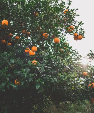 Surprising garden laws, tropical orange tree