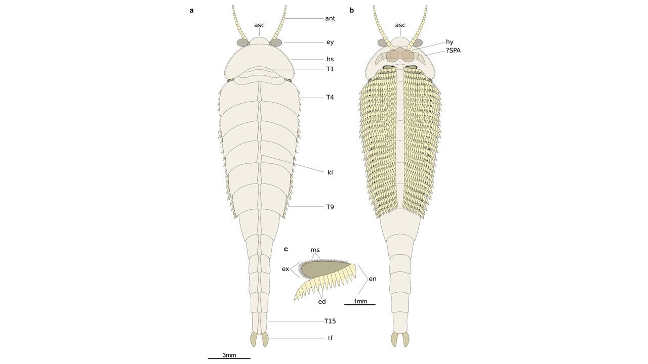 This diagram shows the arthropod's dozens of spike-covered legs.