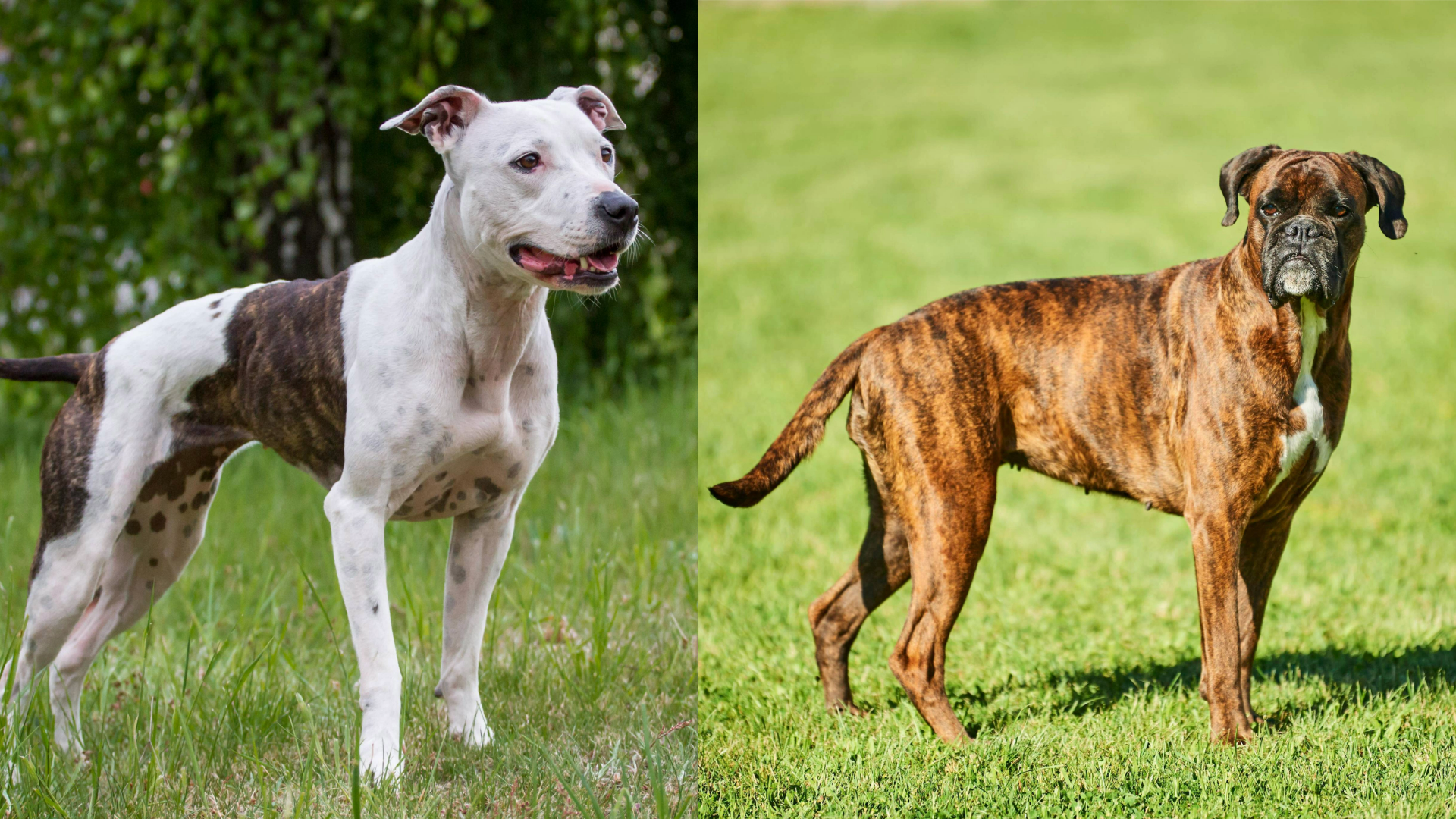 Pitbull (left) standing in the grass and boxer (right) standing in the grass
