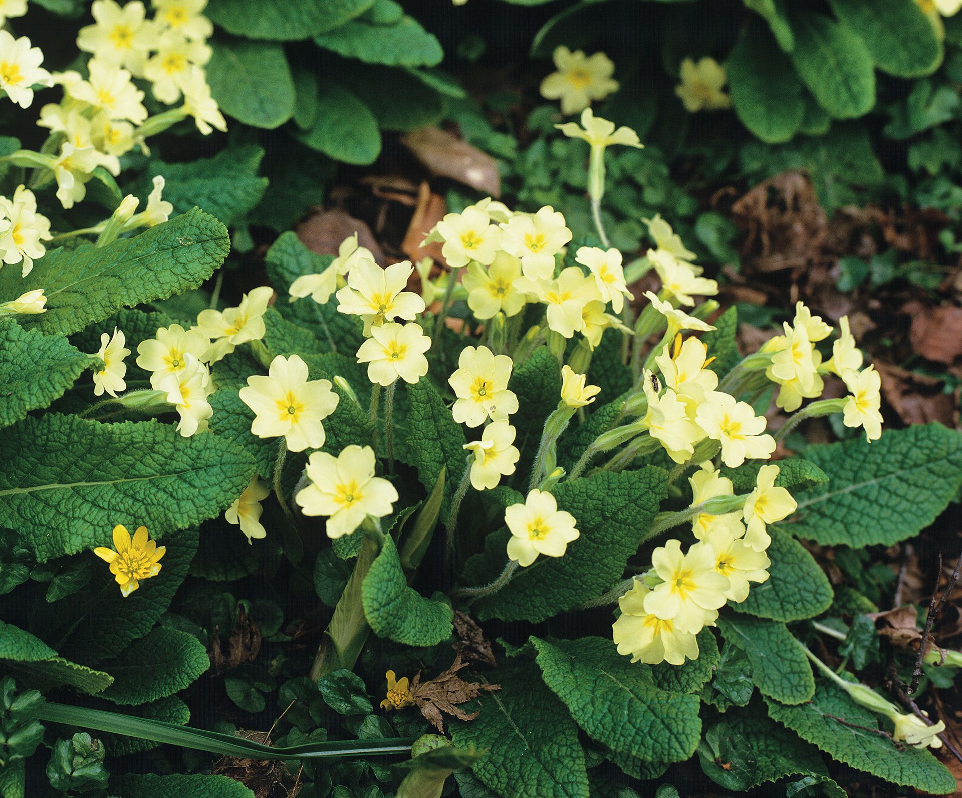 Woodland plants: 10 of the best for shady areas in a garden | Homes and